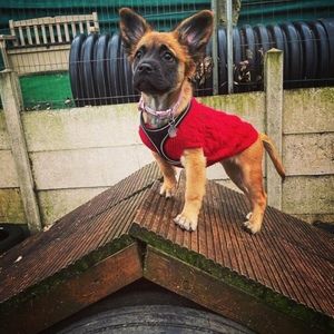 Meet your Posher, Sam